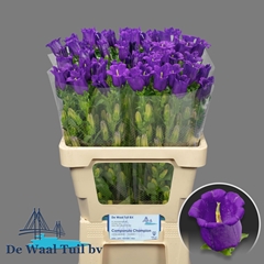 Campanula Champion Blue 60cm