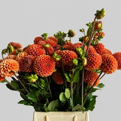 Dahlia Cornel Bronze 60cm