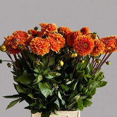 Dahlia Sylvia 60cm
