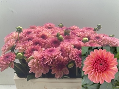Dahlia Sebastian 55cm