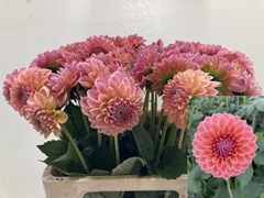 Dahlia Linda's Baby 60cm