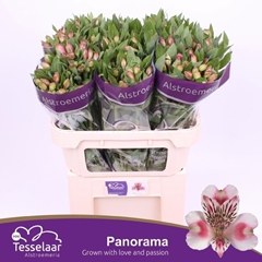 Alstroemeria Panorama 75cm 60gr.