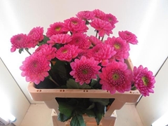 Dahlia Happy Hour 55cm