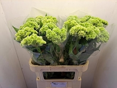 Celosia Act Verda 80cm