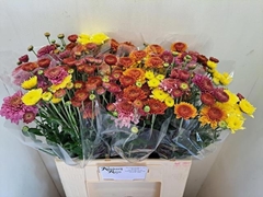Chrysanth Spray Mix 60cm 75gr.
