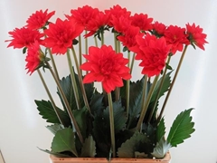 Dahlia Faith 60cm