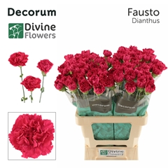 Dianthus Single Fausto 60cm