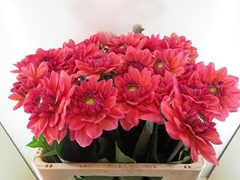 Dahlia Salmon Runner 60cm