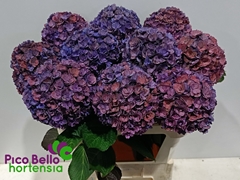 Hydrangea Royal Anastasia Classic 80cm 20-22cm Hd