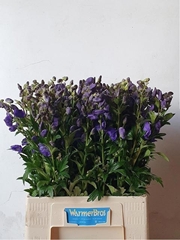 Aconitum Carmichaelii Arendsii 70cm