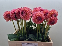 Dahlia Linda's Baby 60cm