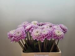Dahlia Sweet Love 60cm