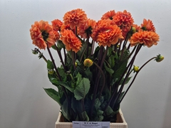 Dahlia Sylvia 60cm