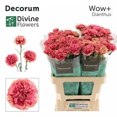 Dianthus Single Wow+ 60cm