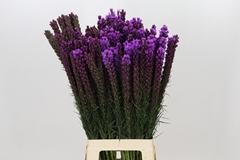 Liatris Callilepis 80cm