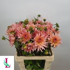 Dahlia Henriette 60cm
