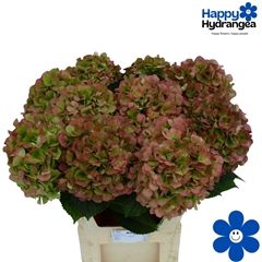 Hydrangea Verena Classic 80cm 21-23cm Hd