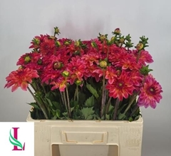 Dahlia Belfloor 55cm