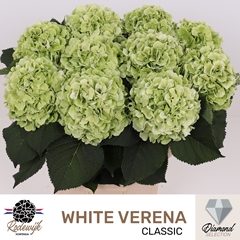 Hydrangea White Verena Classic 80cm 20-22cm Hd