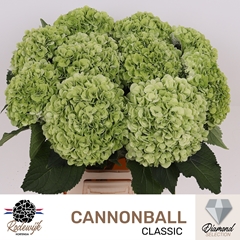 Hydrangea Cannonball Classic 65cm 20-22cm Hd