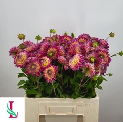 Dahlia Hapet Daydream 55cm