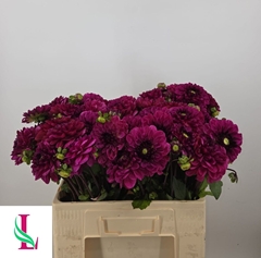 Dahlia Lilac Bull 55cm