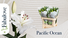 Lily Oriental Pacific Ocean 75cm 2+