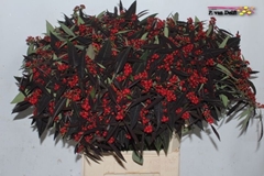 Euphorbia Fulgens Spray Kuttlers Samtrot 80cm 15cm Hd