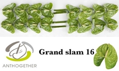 Anthurium Grand Slam 11cm Hd