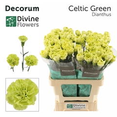 Dianthus Single Celtic Green 60cm
