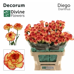 Dianthus Single Diego 60cm