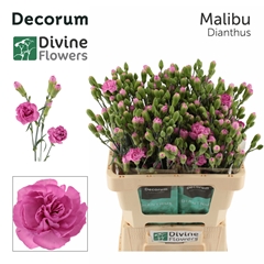 Dianthus Spray Malibu 60cm