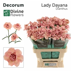 Dianthus Single Lady Dayana 60cm