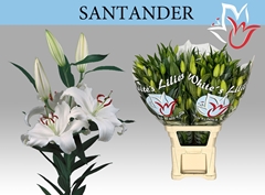 Lily Oriental Santander 105cm 5+