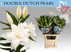 Lily Oriental Double Double Dutch Pearl 100cm 6+