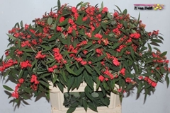 Euphorbia Fulgens Spray Marielle 80cm 15cm Hd