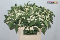 Euphorbia Fulgens Spray Quicksilver 80cm 10cm Hd