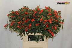Euphorbia Fulgens Spray Red Surprise 80cm 8cm Hd