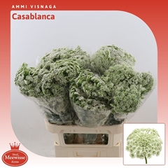 Ammi Visnaga Casablanca 80cm