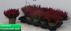 Calluna Garden Girls Mix 11Ø 20cm