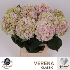 Hydrangea Verena Classic 60cm 17-19cm Hd