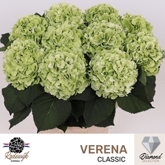 Hydrangea Verena Classic 80cm 20-22cm Hd