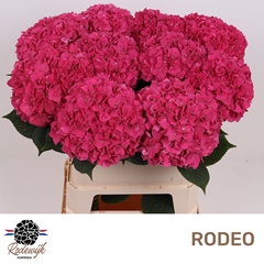 Hydrangea Rodeo Red 80cm 17-19cm Hd