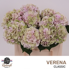 Hydrangea Verena Classic 50cm 14-16cm Hd