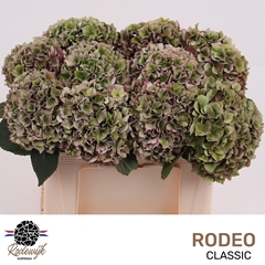 Hydrangea Rodeo Red Classic 50cm 15-17cm Hd