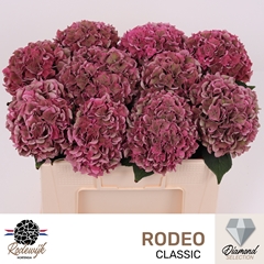 Hydrangea Rodeo Red Classic 50cm 15-17cm Hd