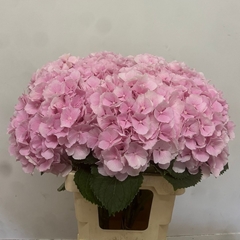Hydrangea Verena 60cm 22-24cm Hd