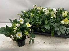Helleborus Happy Day 12Ø 24cm