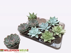 Echeveria Mix 9Ø 12cm