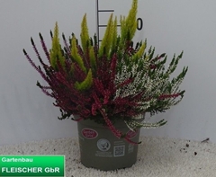 Calluna Garden Girls Trio Girls 23Ø 40cm